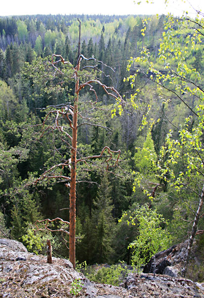 N&auml;kym&auml; kallion laelta